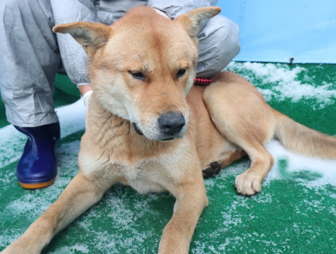 종료(안락사) 믹스…